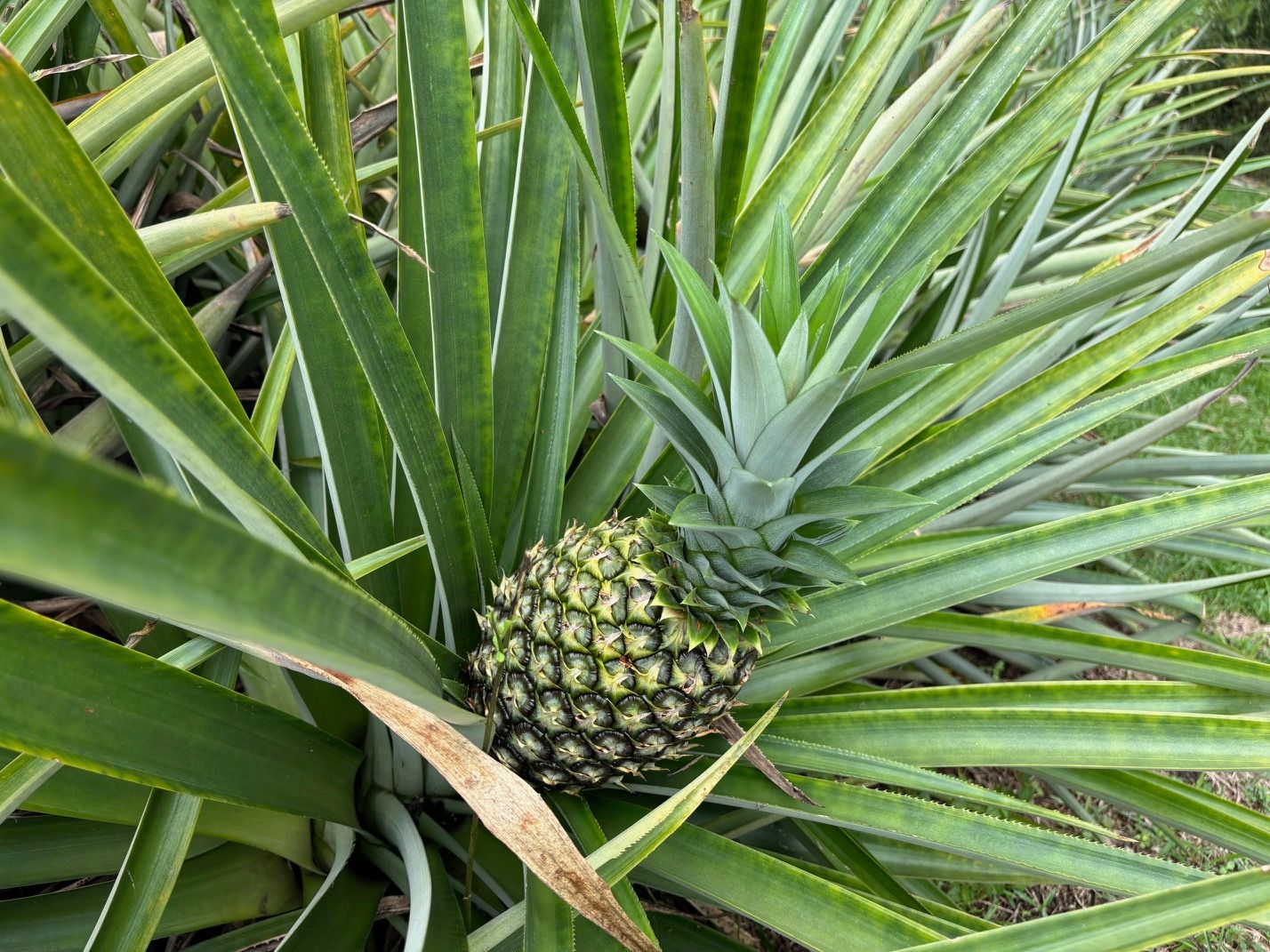 BhapaJfb